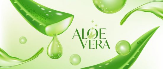 Aloe Vera: Small Plant, Good For Health