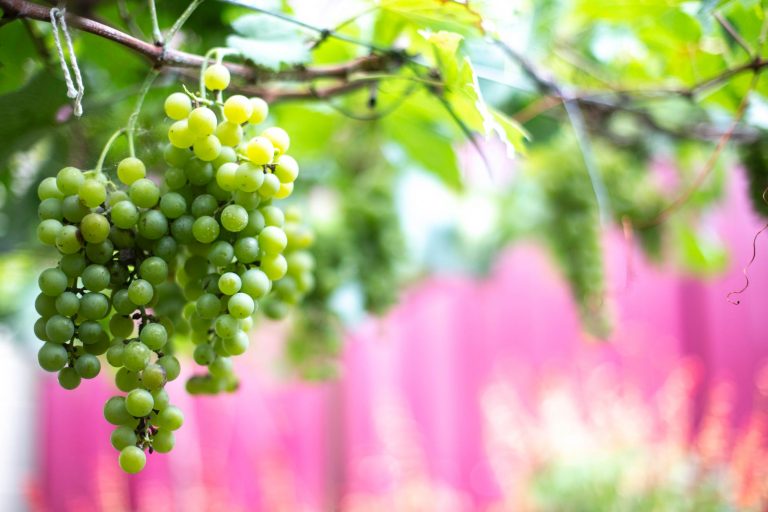 Benefits Of Grapes For Health And Skin
